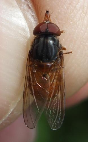 Réf. 234 750 : Rhingia rostrata